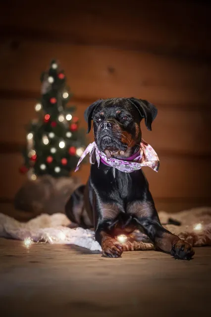 Foto Adventskalender für Hunde