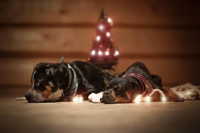 Foto Adventskalender für Hunde